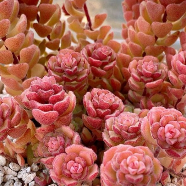 Tohum Dünyam 10 Adet Sedum Versadense Succulent Tohumu ürün görseli 1