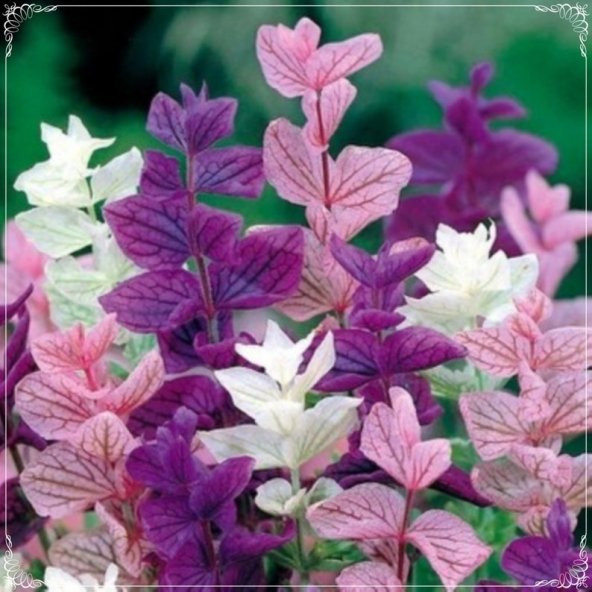 Tohum Dünyam 20 Adet Salvia Horminum Mixed Color Sage Tohumu ürün görseli 1