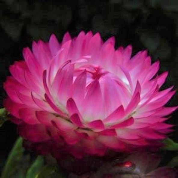 Tohum Dünyam 5 Adet Bright Rose Strawflower Tohumu ürün görseli 1