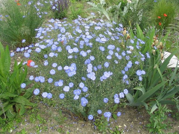 Tohum Dünyam 10 Adet BLUE FLAX (Prairie Flax / Lewis Blue Flax) Tohumu ürün görseli 1