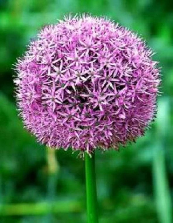 Tohum Dünyam 20 Adet Purple GIANT ALLIUM Tohumu ürün görseli 1