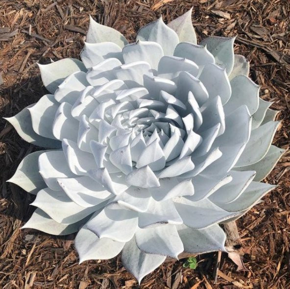 Tohum Dünyam 10 Adet Dudleya Succulent Mix Tohumu ürün görseli 1