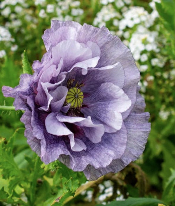 Tohum Dünyam 10 Adet Amazing Grey Poppy Tohumu ürün görseli 1