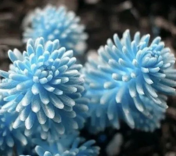 Tohum Dünyam 10 Adet Rare Succulent Lithop Tohumu ürün görseli 1