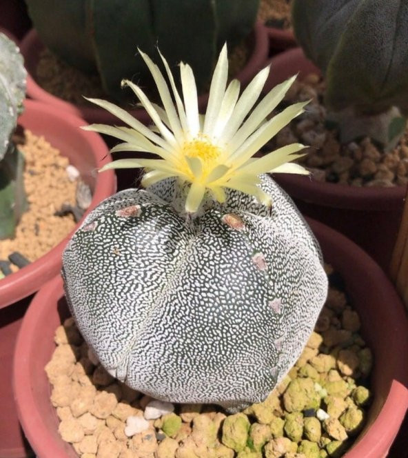 Tohum Dünyam 10 Adet Astrophytum Myriostigma v. Kaktüs Tohumu ürün görseli 1