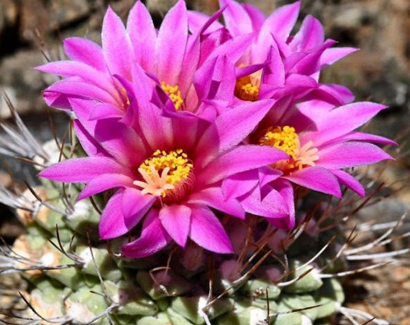 Tohum Dünyam 10 Adet Strombocactus Pulcherrimus Kaktüs Tohumu ürün görseli 1