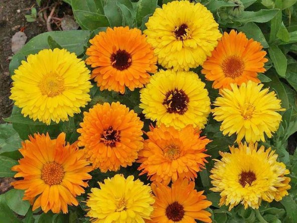 Tohum Dünyam 10 Adet Pacific Beauty Calendula Mix Tohumu ürün görseli 1