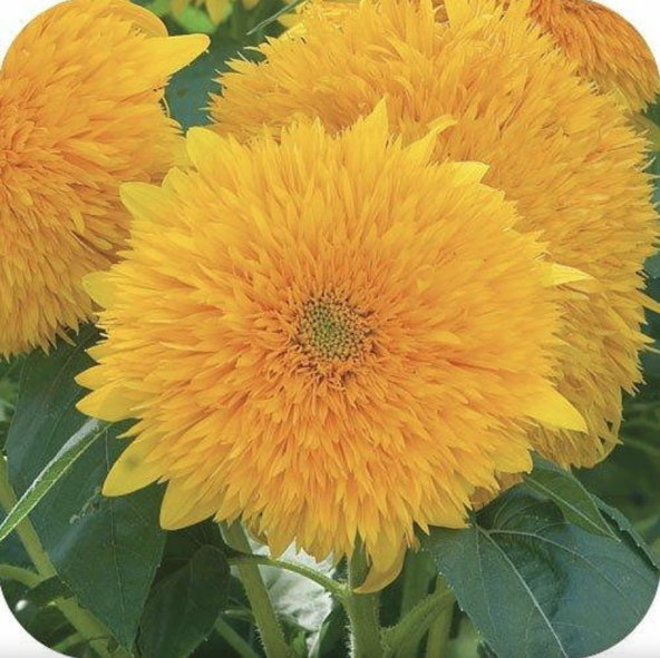 Tohum Dünyam 15 Adet Garden Sun Flower Gold Dwarf Tohumu ürün görseli 1