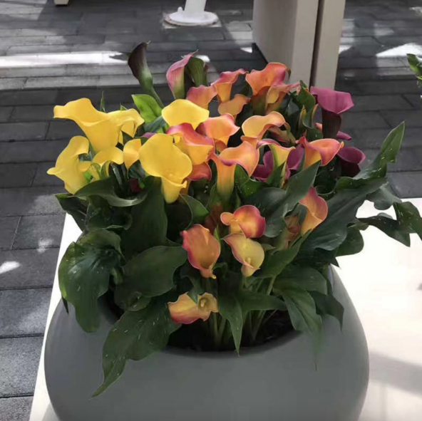 Tohum Dünyam 10 Adet Big Calla Lily  Mix Colors Tohumu ürün görseli 1