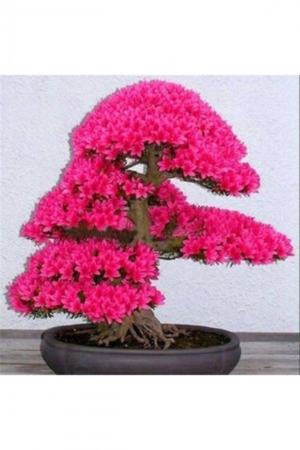 Tohum Dünyam Japon Sakura Bonsai Ağacı Tohumu 10 Adet ürün görseli 1