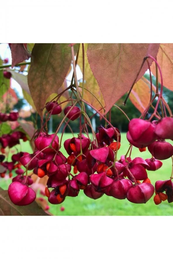 Tohum Dünyam Euonymus Planipes Çiçek Tohumu ürün görseli 1