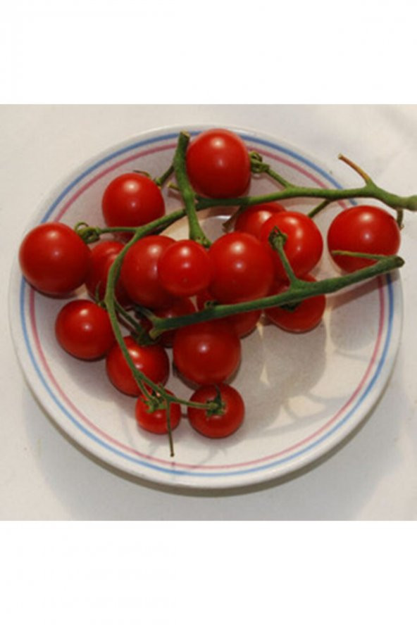 Tohum Dünyam Velvet Red Domates Tohumu ürün görseli 1