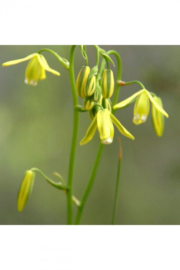 Tohum Dünyam Albuca Canadensis Çiçek Tohumu ürün görseli 1