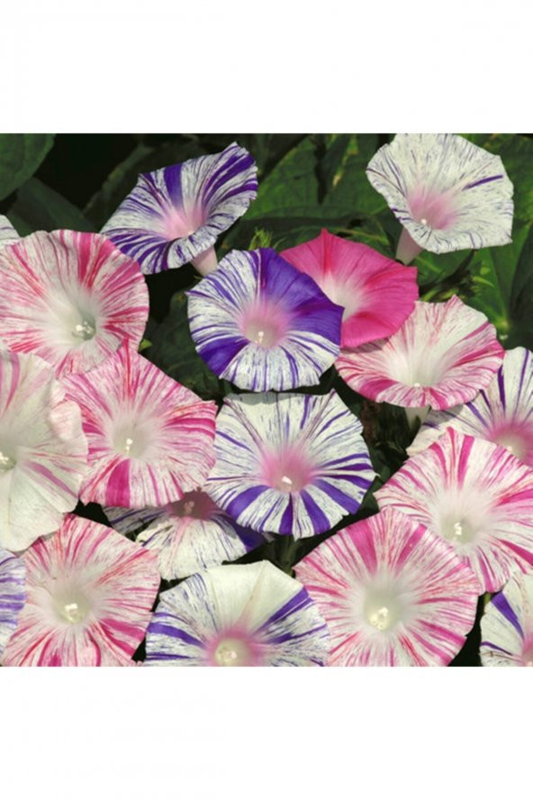 Tohum Dünyam Ipomoea Purpurea carne Di Venezia Çiçek Tohumu ürün görseli 1