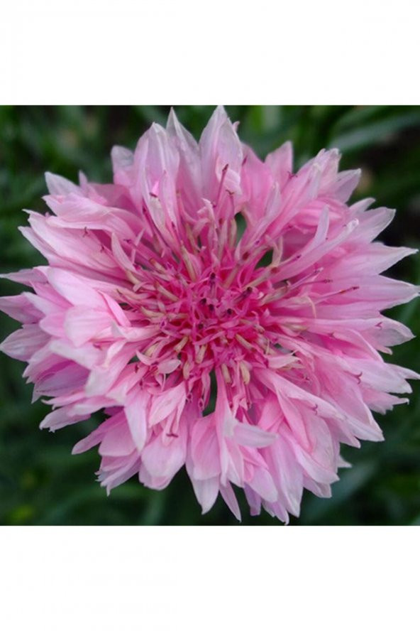 Tohum Dünyam Centaurea Cyanus Pink Çiçek Tohumu ürün görseli 1