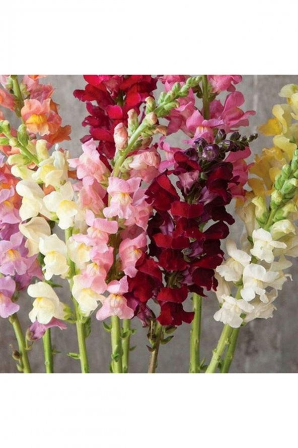 Tohum Dünyam Antirrhinum Majus Pumilum Dwarf Mix Çiçek Tohumu ürün görseli 1
