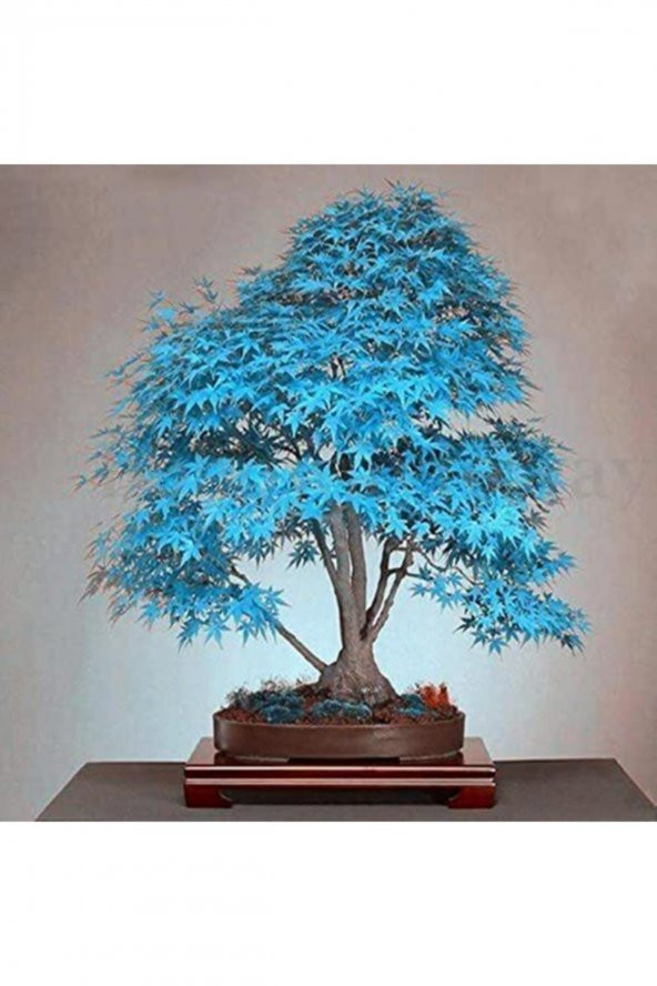 Tohum Dünyam Mavi Akçaağaç Bonsai Tohumu 5 Adet ürün görseli 1