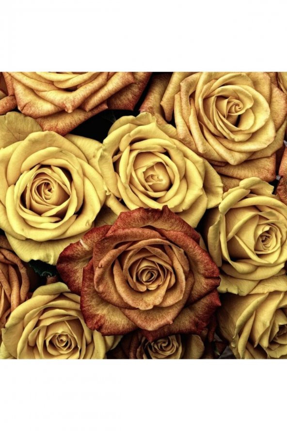 Tohum Dünyam 5 Adet Gold Rose Gül Tohumu ürün görseli 1