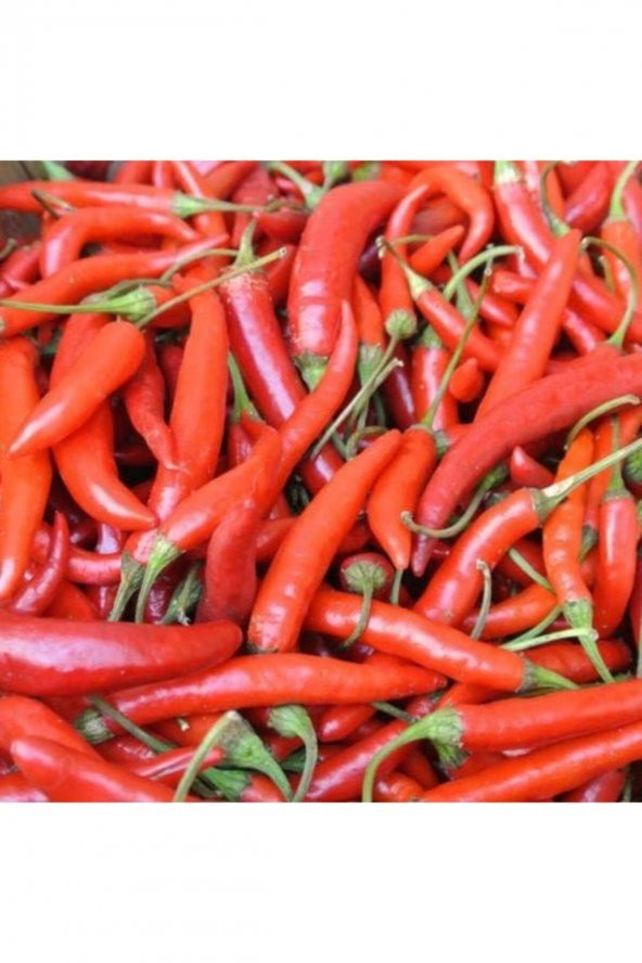 Tohum Dünyam Early Thai Acı Biber Tohumu ( Hot Pepper ) ürün görseli 1