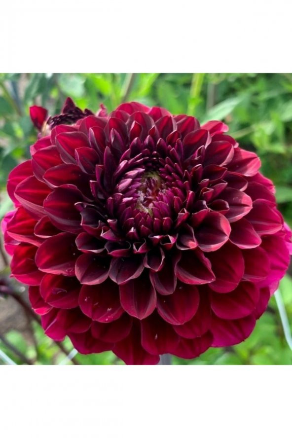 Tohum Dünyam 10 Adet Bordo Renkli Kirli Hanım Çiçeği Tohumu Kokulu ürün görseli 1