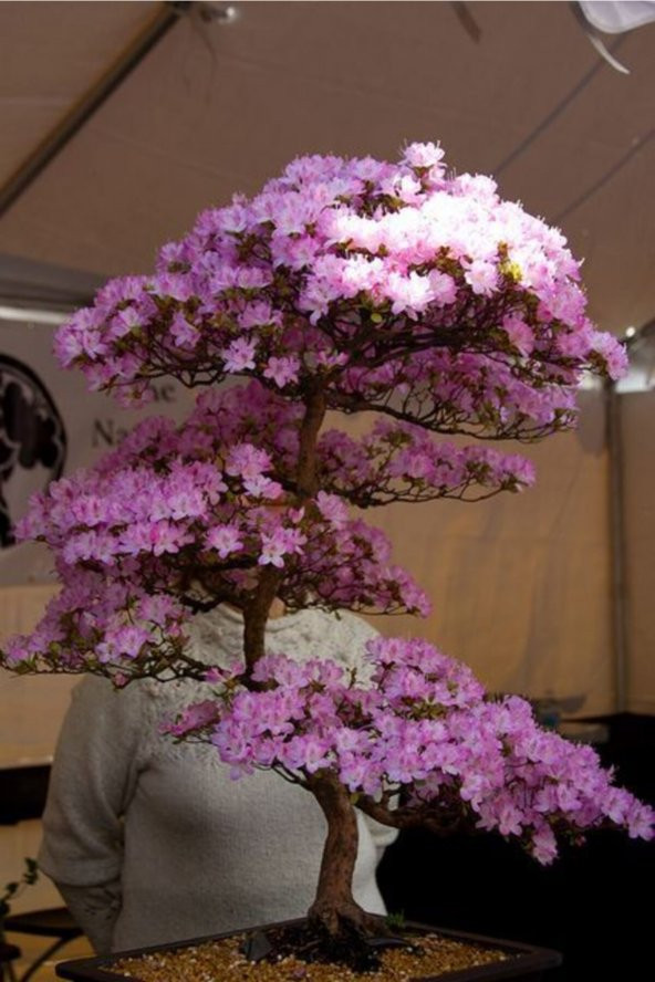 Tohum Dünyam Lila Çiçekli Cherry Bonsai Ağacı Tohumu-10 Adet ürün görseli 1