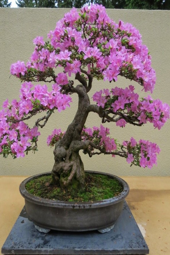 Tohum Dünyam Bonsai Bonzai Ağacı Tohumu 5 Adet ürün görseli 1