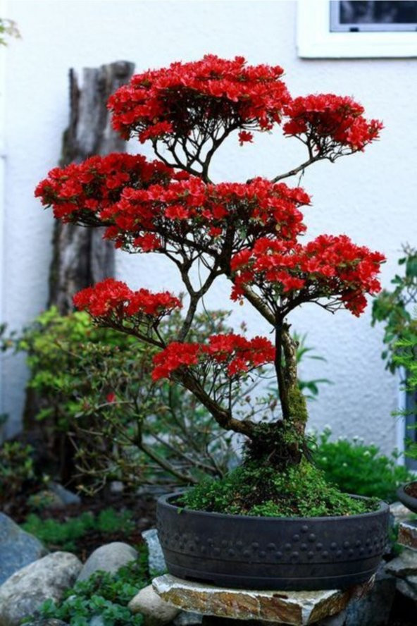 Tohum Dünyam Kırmızı Yapraklı Bonsai Ağacı Tohumu-10 Adet ürün görseli 1