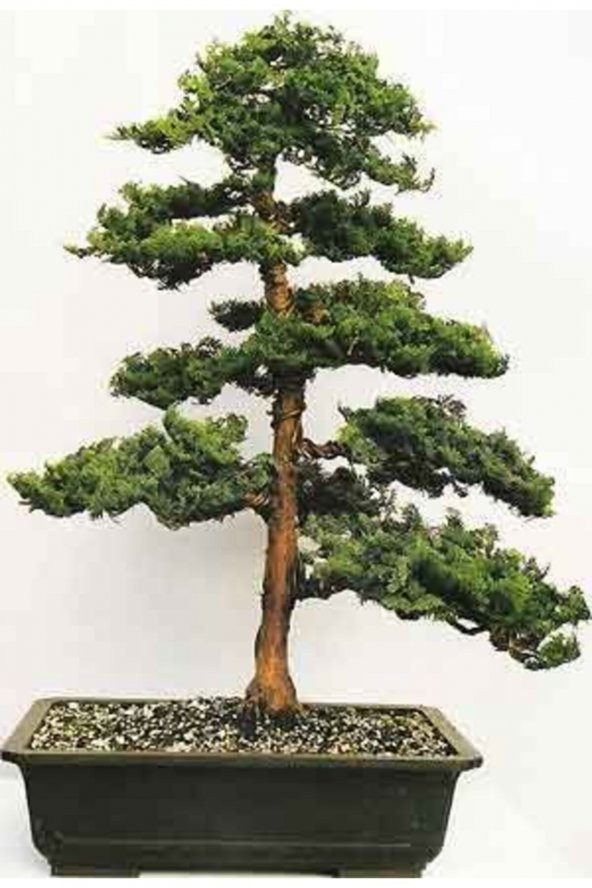 Tohum Dünyam Hinoki Çam Bonsai Ağacı Tohumu-10 Adet ürün görseli 1