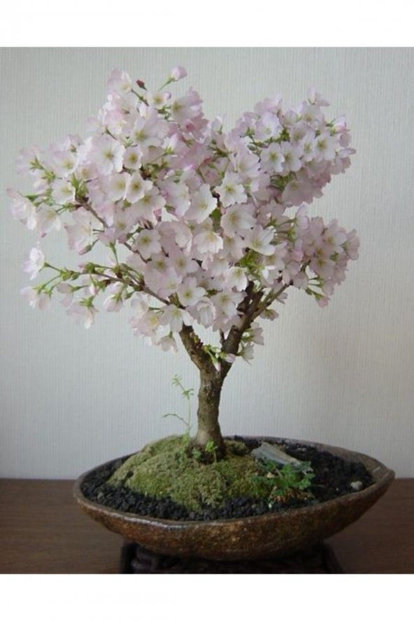Tohum Dünyam Beyaz Çiçekli Bahardalı Bonsai Ağacı Tohumu-10 Adet ürün görseli 1