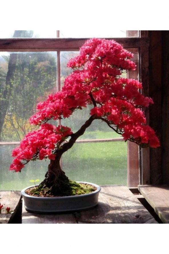 Tohum Dünyam Pembe Yapraklı Bonsai Ağacı Tohumu-10 Adet ürün görseli 1