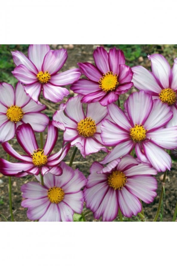 Tohum Dünyam 10 15 Adet Pembe Kenarlı Cosmos Deniz Kabuğu Çiçek Tohumu ürün görseli 1