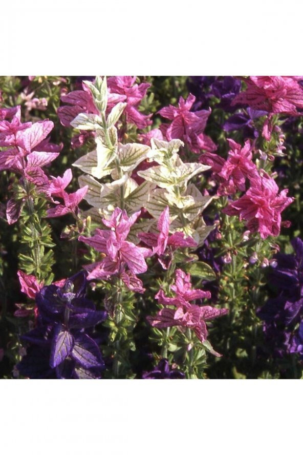 Tohum Dünyam Salvia Horminum Karışık Renkli Adaçayı Çiçeği Tohumu ürün görseli 1