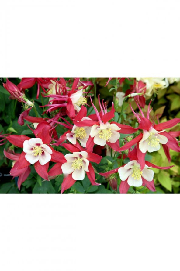 Tohum Dünyam 10 Adet Yer Küpelisi Çiçeği Tohumu (aquilegia Viridiflora) ürün görseli 1
