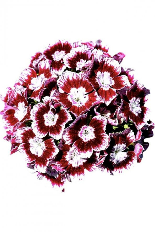 Tohum Dünyam 20 Adet Dianthus Barbatus Çiçeği Tohumu ürün görseli 1