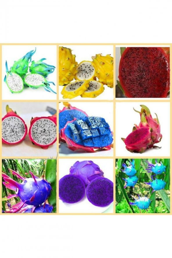 Tohum Dünyam 9 Adet 9 Renk Tropikal Dragon Fruit (Pitaya) Meyvesi Tohumu ürün görseli 1