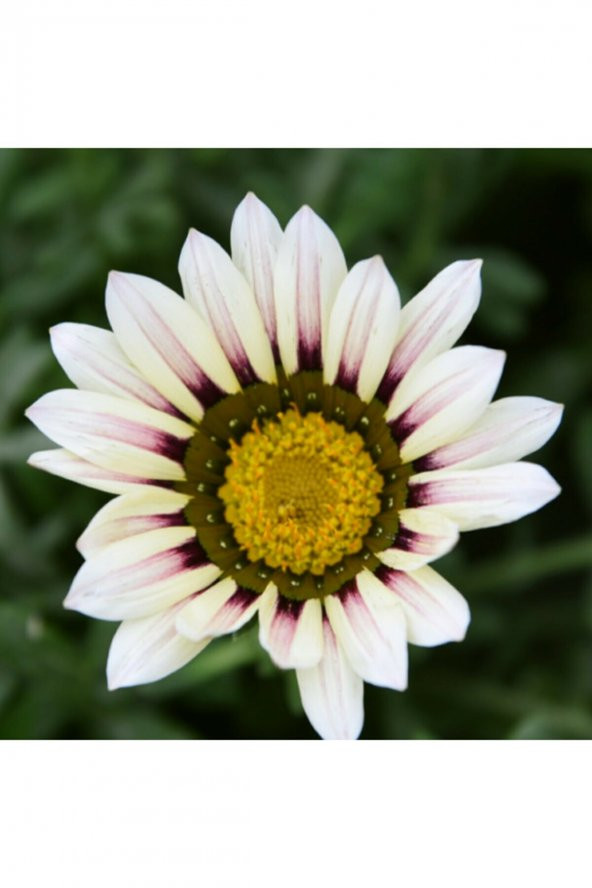 Tohum Dünyam 5 Adet 5 Renk Gazania Çiçeği Tohumu ürün görseli 1