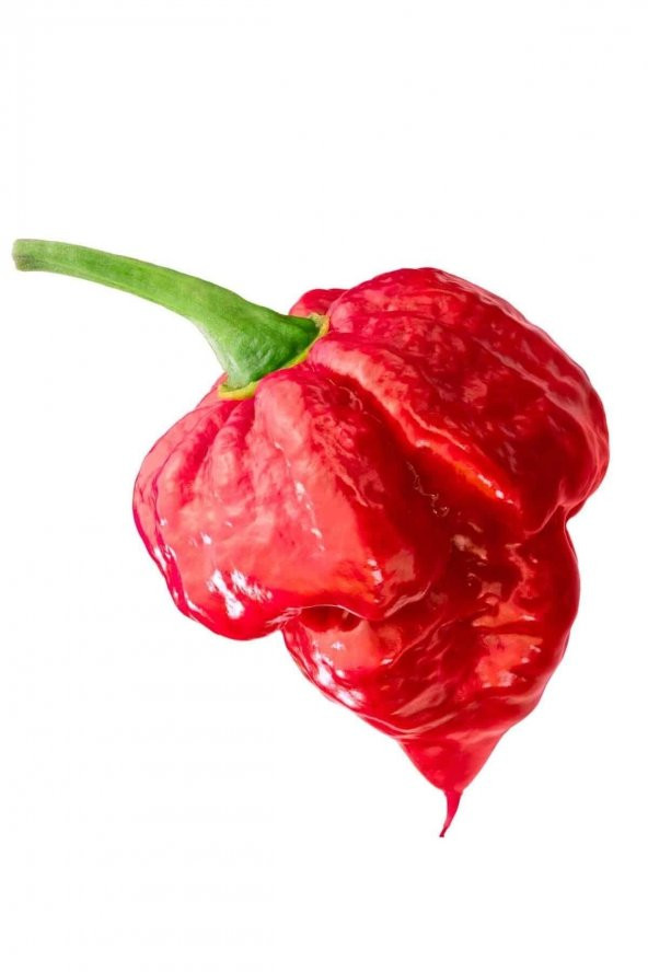 Tohum Dünyam Ithal Nadir Çok Acı Trinidat Scorpion Biber Tohumu 5 Adet Tohum Dünyanın En Acı Akrep Biberi ürün görseli 1