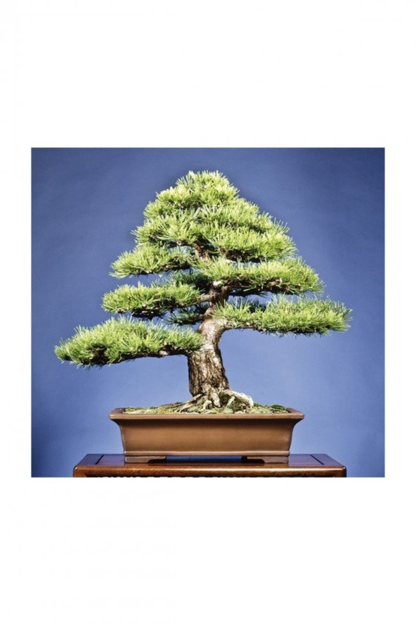 Tohum Dünyam Karaçam Bonzai Ağacı Tohumu 5 Adet Bonsai Ağacı Tohumu ürün görseli 1