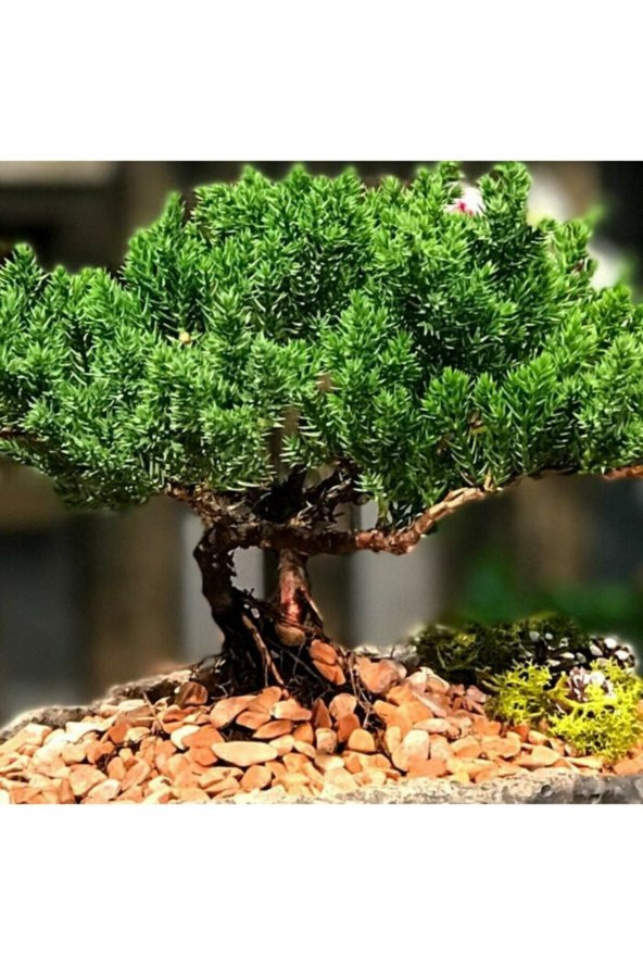 PTTAVM: Tohum Dnyam 5 Adet Ard Bonsai Tohumu