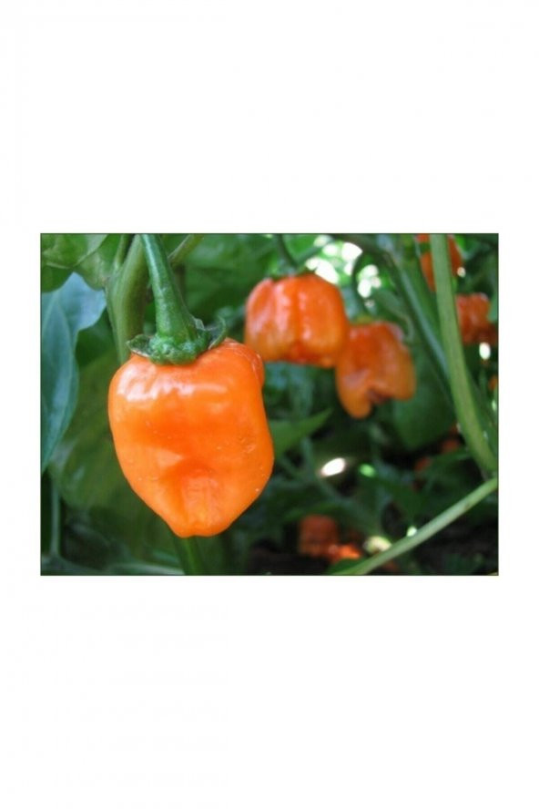 Tohum Dünyam Çok Acı Habanero Biberi Tohumu 5 Adet Tohum Biber Tohumu ürün görseli 1