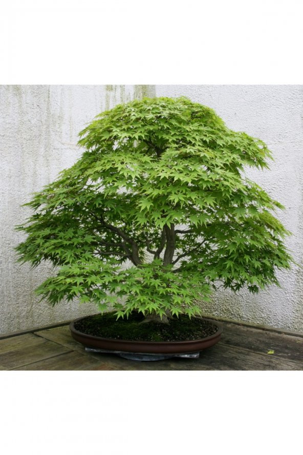 Tohum Dünyam Bodur Japon Redwood Bonzai Ağacı Tohumu 5 Adet Bonsai Ağacı Tohumu ürün görseli 1