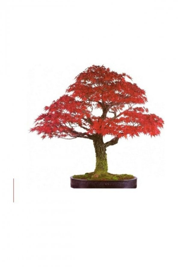 Tohum Dünyam Bodur Flamingo Bonzai Ağacı Tohumu 5 Adet Bonsai Ağacı Tohumu ürün görseli 1
