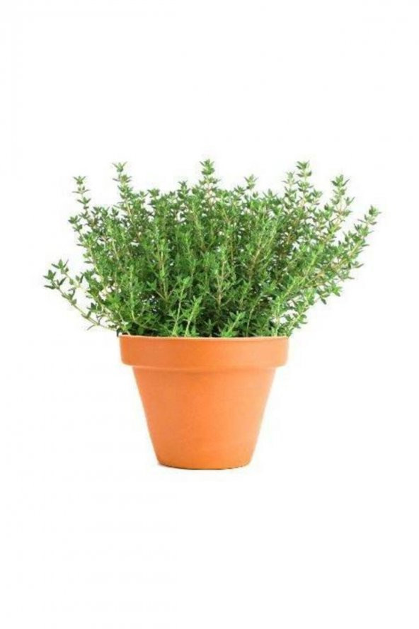 Tohum Dünyam Aromatik Dağ Kekiği Tohumu 25 Adet Kekik Tohumu ürün görseli 1