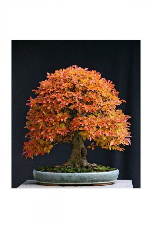 Tohum Dünyam Liquidambar Bonsai Ağacı Tohumu 5 Adet Bonsai Ağacı Tohumu ürün görseli 1
