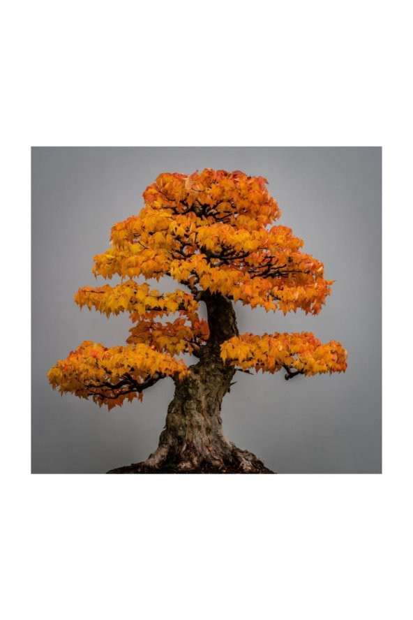 Tohum Dünyam Bodur Çınar Bonzai Ağacı Tohumu 5 Adet Bonsai Ağacı Tohumu ürün görseli 1