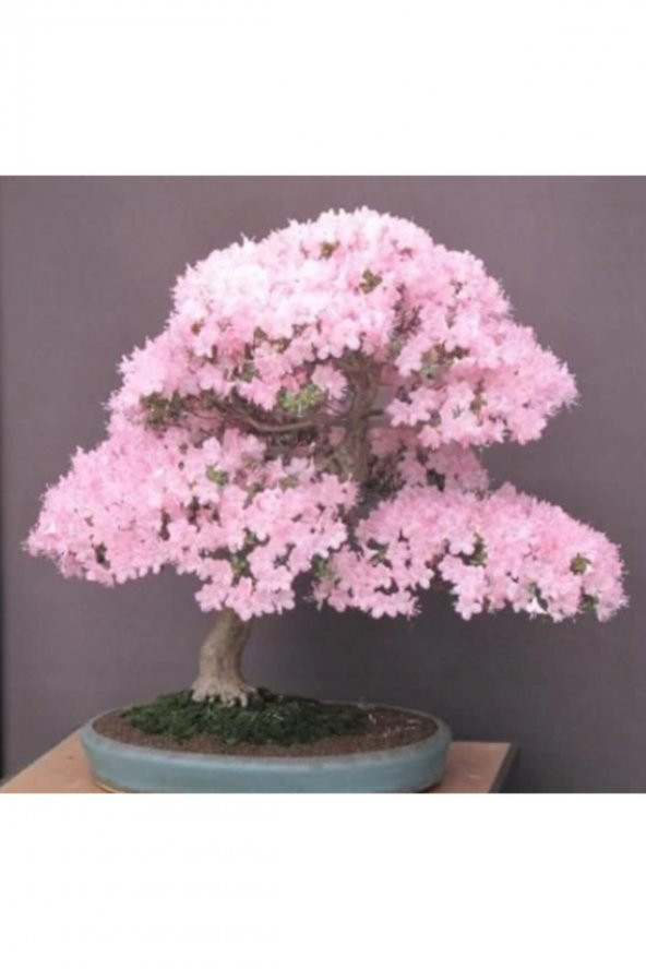 Tohum Dünyam Bodur Cherry Blossom Bonzai Ağacı Tohumu 5 Adet Bonsai Ağacı Tohumu ürün görseli 1
