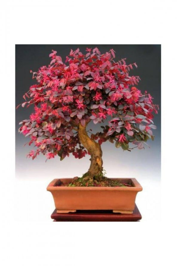 Tohum Dünyam Centrum Nitra Ağacı Bonsai Tohumu ürün görseli 1