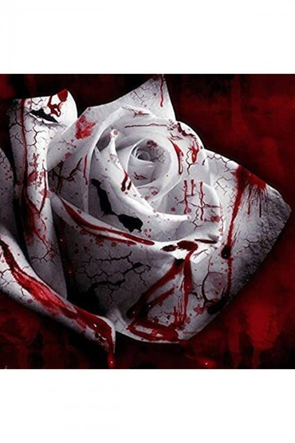 Tohum Dünyam 5 Adet Blood Rose Gül Tohumu ürün görseli 1