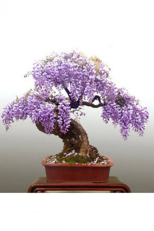 Tohum Dünyam Wisteria Bonsai Ağacı Tohumu 3 Adet ürün görseli 1