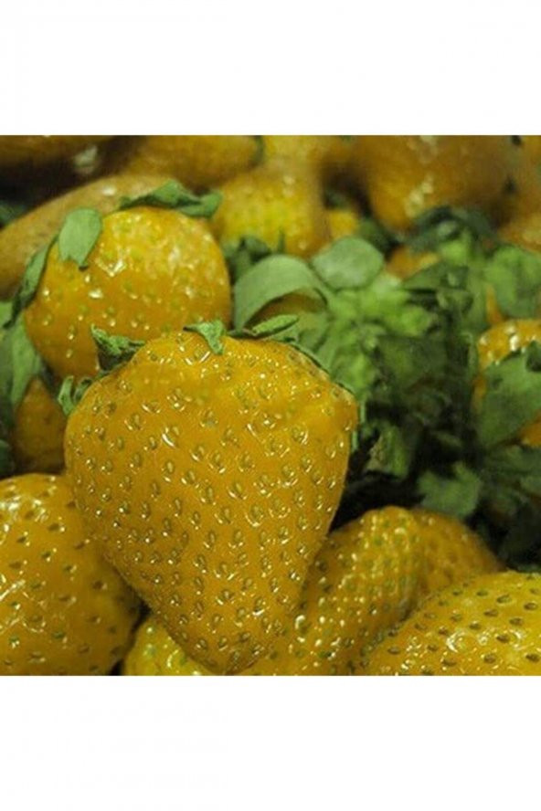 Tohum Dünyam 20 Adet Sarı Çilek Tohumu ürün görseli 1